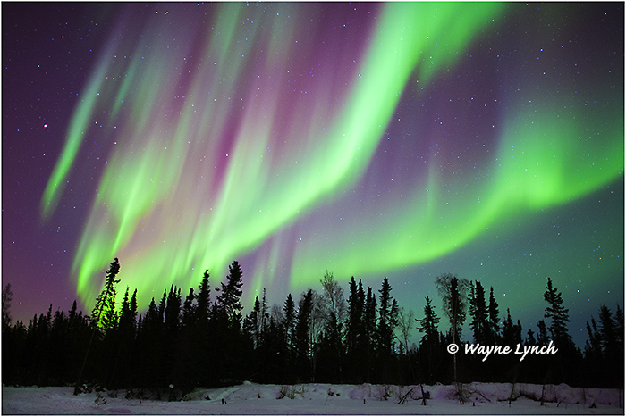 Aurora Borealis 51 by Dr. Wayne Lynch ©